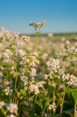 Karabuğday çiçeklerini kapatın. Çiçekli karabuğday tarlası