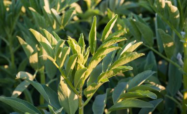 Faba fasulyesinden taze yeşil yapraklar. Yaklaş.