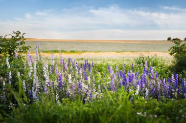 Yazın başında açan muhteşem mavi çiçekler, bahçe çiçekleri, ufukta görünen bir tarla.
