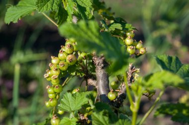 Yeşil arkaplanda yeşil böğürtlen, yaz günü makro fotoğrafçılığında. Yeşil frenk üzümü bir dalda asılı duruyor.