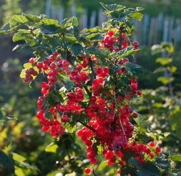 Harvest Red Currants Summer Berries Red Currant Berries Hang Bush — Photo