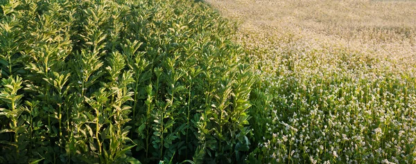 写真の半分は緑の豆畑 残りの半分は蕎麦の開花です — ストック写真