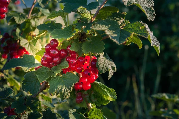 背光下成熟的红醋栗浆果 种植你自己的有机食品的概念 特写镜头 有选择的重点 — 图库照片