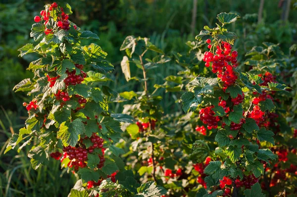 Bagas Groselha Vermelha Penduradas Arbusto Bagas Maduras Estão Esperando Para — Fotografia de Stock