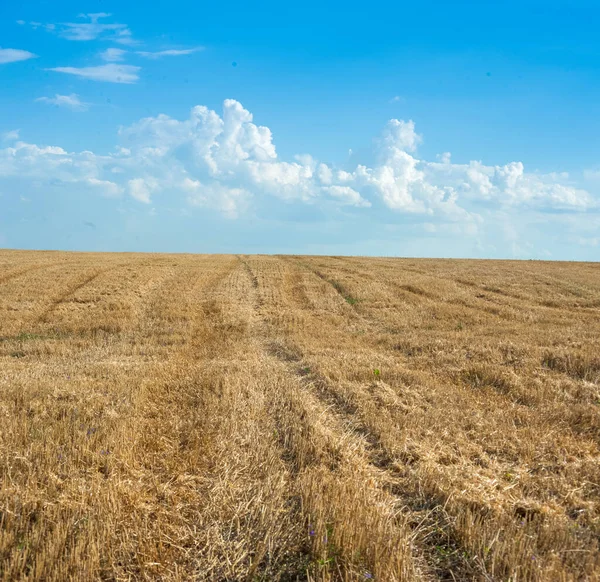 夏の晴れた日には青空と雲の下の小麦畑 — ストック写真