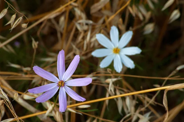 Gyönyörű Két Cosmeya Virág Mező Közepén Borosta Bal — Stock Fotó