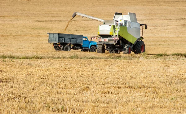 小麦の収穫を組み合わせて 晩夏の小麦の収穫中にダンプトラックにロードします — ストック写真