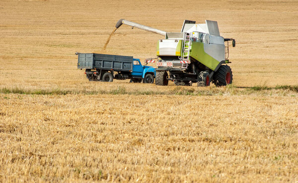A combine harvests wheat and loads it into a dump truck during the late summer wheat harvest. Agriculture