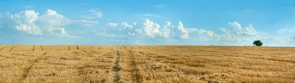 晴れた夏の日には美しい青空と雲の下で麦畑の荒々しく孤独な木のパノラマビュー ストック写真
