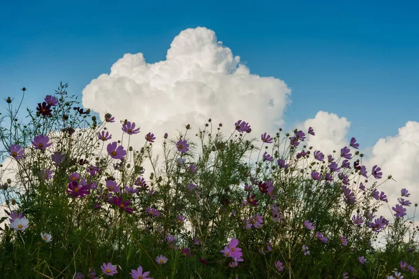 雲のある空の下の庭の美しいコスモス ロイヤリティフリーのストック画像