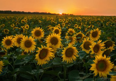 Güneş batımında yaz ayçiçekleri tarlasından harika panoramik manzara.