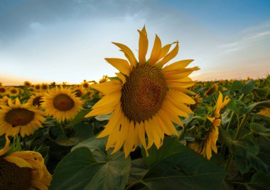 Ayçiçeği alan manzara önünde büyük çiçekli