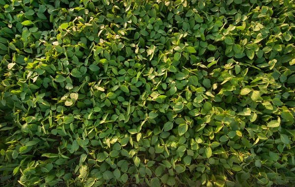 Zelené Listy Sóji Horní Pohled Pole Sójové Rostliny — Stock fotografie