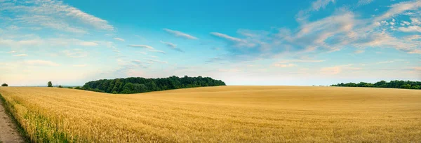 青い空の日の屋外で丘陵地帯で熟した黄金の小麦のフィールドのパノラマビュー 農業用穀物 世界穀物商品赤字 ロイヤリティフリーのストック写真