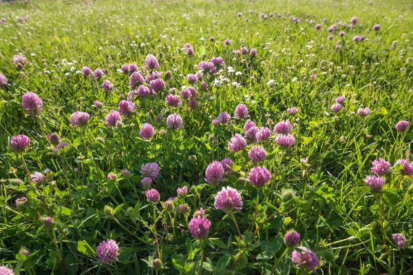 Közelkép Vad Vörös Lóhere Trifolium Pratense Évelő Gyakori Európában Különösen — Stock Fotó