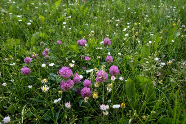 Close-up of wild red clover, Trifolium pratense, a perennial plant common in Europe, especially in natural meadows, fallows