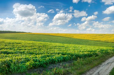 Yeşil soya tarlasından güzel tepeler ve uzaktaki sarı ayçiçeği kırsal alan.