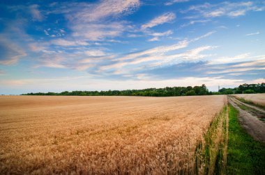 Bir mısır gevreği tarlası, kulakları uzanmış, üzerinde bulutlar olan güzel bir gökyüzü