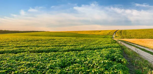 Güzel Bir Yeşil Soya Tarlası Onu Buğday Tarlasından Ayıran Toprak — Stok fotoğraf