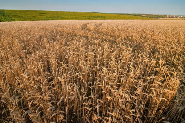 熟成穀物の畑上からのコムギの耳 — ストック写真