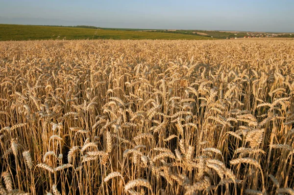 Золотое Пшеничное Ухо Красивый Ландшафт Пшеничного Поля Ухо Фокусе — стоковое фото