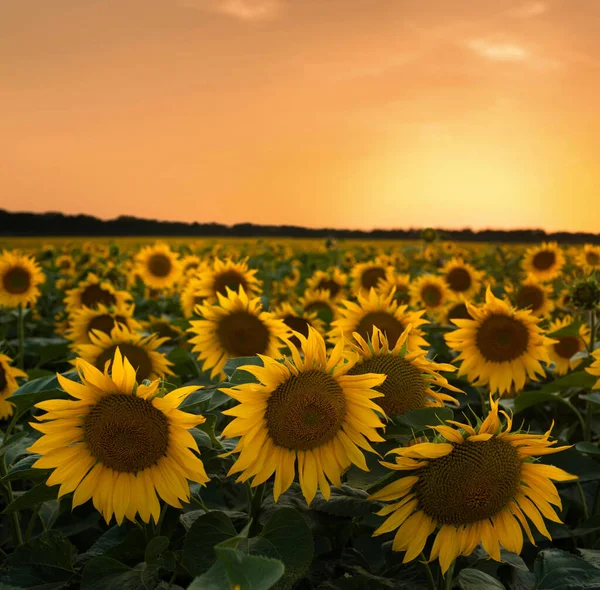 Egy Gyönyörű Napraforgós Mező Érett Virágok Előtérben Stock Kép