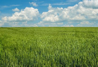 Buğday tarlası, mavi gökyüzünde yeşil kulak bulutlu, güneşli gün