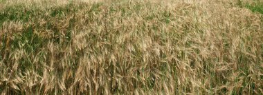 Buğday ve arpa kulakları yakın plan, yukarıdan aşağıya doğru. Tarlada olgunlaşan mısır tarlalarının arka planı.