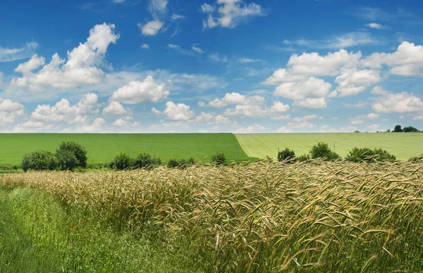冬季大麦和美丽的田野 农业景观 — 图库照片