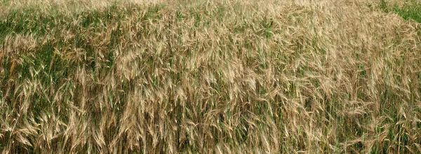 Wheat Barley Ears Mixture Close Top View Background Ripening Ears — Stock Photo, Image