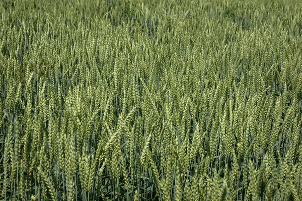 小麦青穗在田里成熟 顶视图 — 图库照片