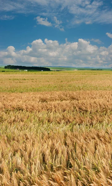黑麦田在蓝天的映衬下成熟 前景一片玉米地 种植粮食 — 图库照片