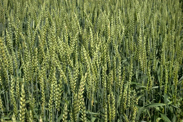 Wheat Green Ear Ripens — Stock Photo, Image