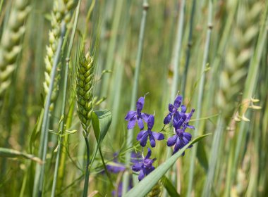 Delphinium blue, Field Consolida her yıl yetişmeyen yeşil buğday başakları arasında yetişen bir bitkidir..