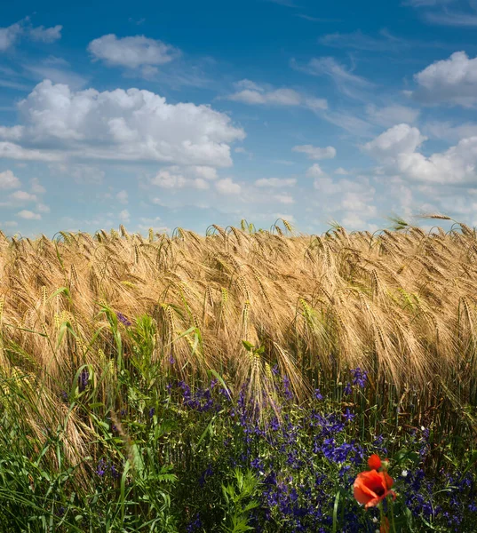 成熟的黑麦黄色的耳朵 野生罂粟 田边的菊花 美丽的天空和云朵 — 图库照片