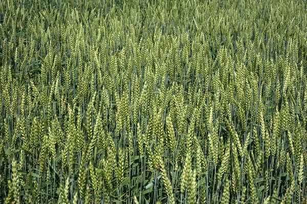 小麦青穗在田里成熟 顶视图 — 图库照片