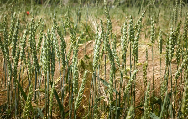 stock image mix of yellow-green stalks of wheat and barley standing on a plantation in summer