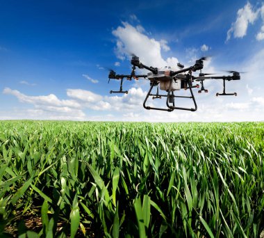 Bir püskürtücü dron buğday tarlasında uçuyor, bitki seviyesinde. İnsansız hava araçları tarafından Zzr 'nin akıllı tarım uygulaması - verimi artırmak için nokta uygulaması