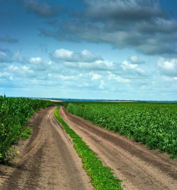 Tarlalar ve arazi yolu manzarası, şeker pancarı ve mısır yeşili yapraklar