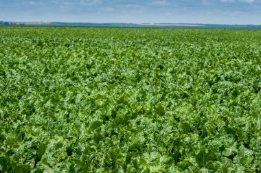 Pancar tarlasının panoraması, yeşil yapraklar.