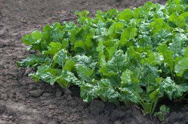 Şeker pancarının taze yeşil iznine yakın çekim