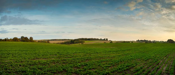 Beautiful Autumn Landscape Rapeseed Field Green Leaves Field Lines Horizon — Stock Photo, Image