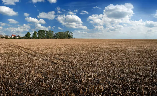 autumn field with stubble remains after harvest, beautiful sky and trees on the horizon, agriculture end of season