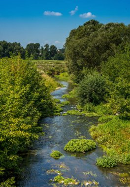 Kırsalda sazlıklar olan bir nehir.