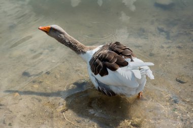Kaz, köydeki bir gölete boynunu uzattı.