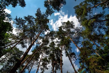 Çam ormanı, yukarı doğru manzara, ağaç taçları ve bulutlu mavi gökyüzü, doğanın duru.