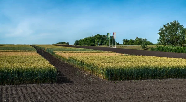 さまざまな種類の穀物作物および耕作可能な土地が付いているプロット 側面の眺め ロイヤリティフリーのストック画像