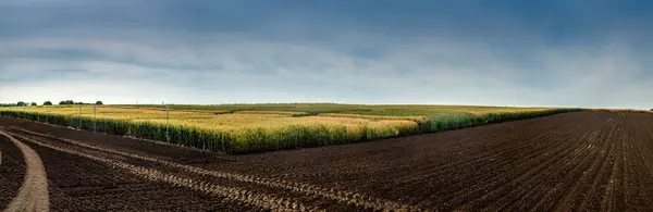 耕作可能な土地の角からのパノラマビューと熟した小麦と空のプロット ストック画像