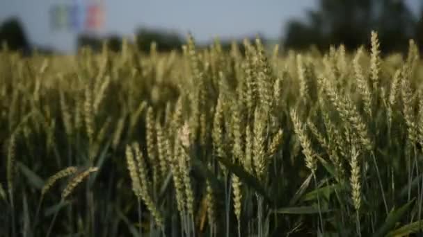 グリーン小麦は畑で育っています 若い熟した耳が風に揺れている シリアルズ 穀物を熟成する農業分野 — ストック動画