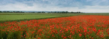 Tarlaların panoramik görüntüsü buğday ve çiçek açan yabani gelinciklerle tarımsal bir arazide gök gürültülü bir fırtınayla birlikte